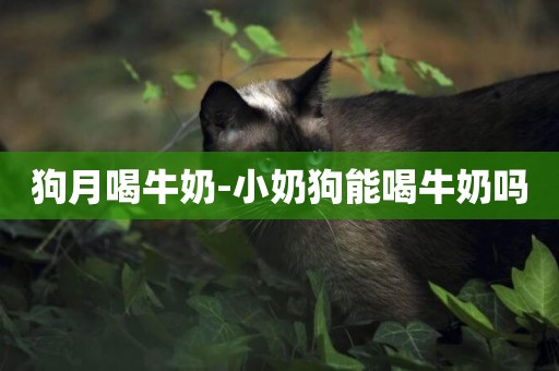 狗月喝牛奶-小奶狗能喝牛奶嗎