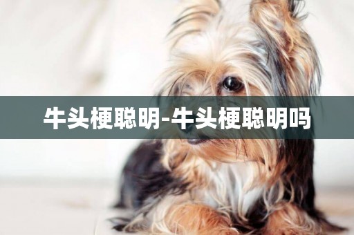 牛頭梗聰明-牛頭梗聰明嗎