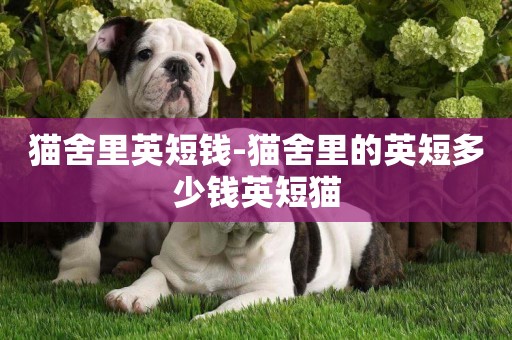 貓舍里英短錢-貓舍里的英短多少錢英短貓