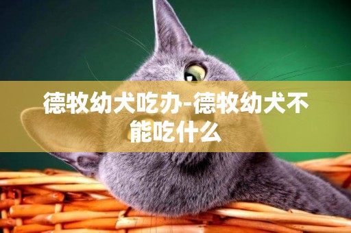 德牧幼犬吃辦-德牧幼犬不能吃什么