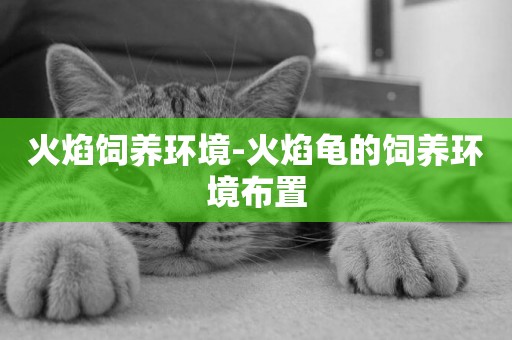 火焰飼養環境-火焰龜的飼養環境布置
