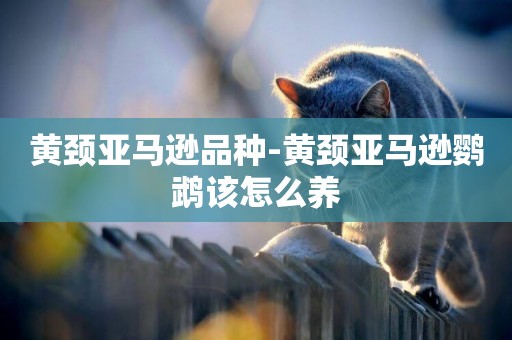 黃頸亞馬遜品種-黃頸亞馬遜鸚鵡該怎么養