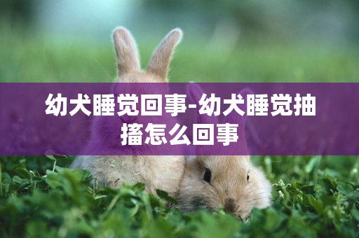 幼犬睡覺回事-幼犬睡覺抽搐怎么回事