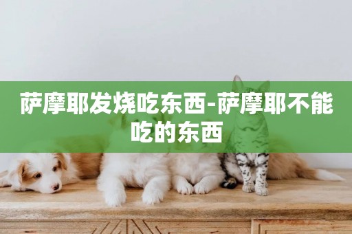 薩摩耶發燒吃東西-薩摩耶不能吃的東西