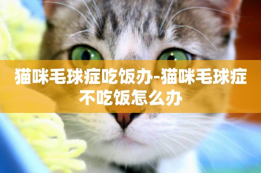 貓咪毛球癥吃飯辦-貓咪毛球癥不吃飯怎么辦