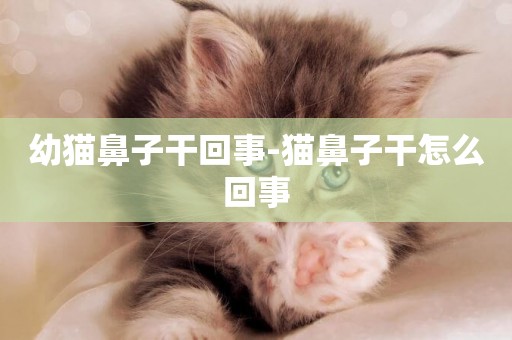 幼貓鼻子干回事-貓鼻子干怎么回事