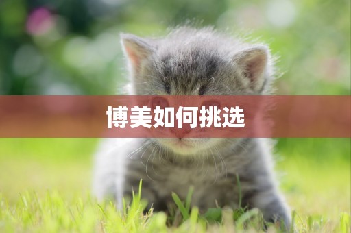 博美如何挑選