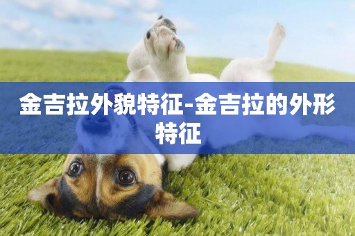 金吉拉外貌特征-金吉拉的外形特征