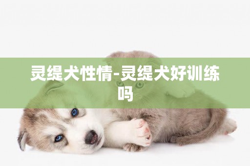 靈緹犬性情-靈緹犬好訓練嗎