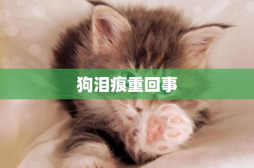 狗淚痕重回事