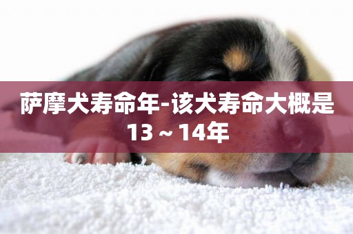 薩摩犬壽命年-該犬壽命大概是13～14年