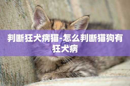 判斷狂犬病貓-怎么判斷貓狗有狂犬病