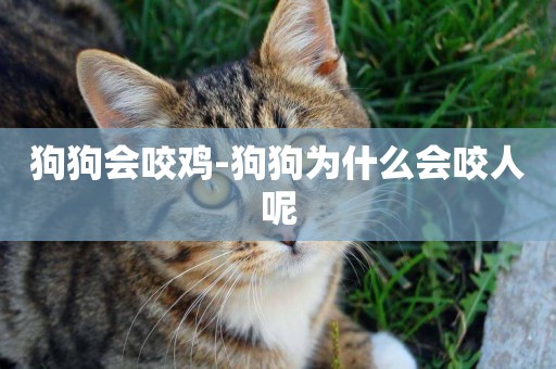 狗狗會咬雞-狗狗為什么會咬人呢