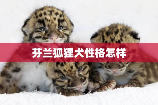 芬蘭狐貍犬性格怎樣