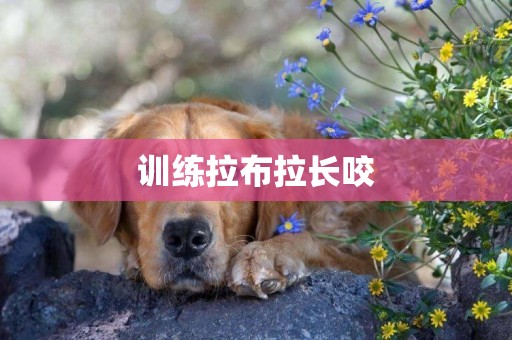 訓練拉布拉長咬