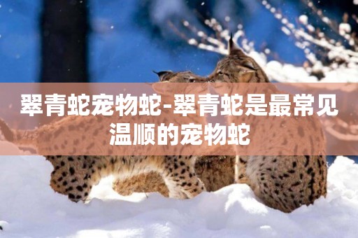 翠青蛇寵物蛇-翠青蛇是最常見溫順的寵物蛇
