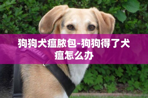 狗狗犬瘟膿包-狗狗得了犬瘟怎么辦