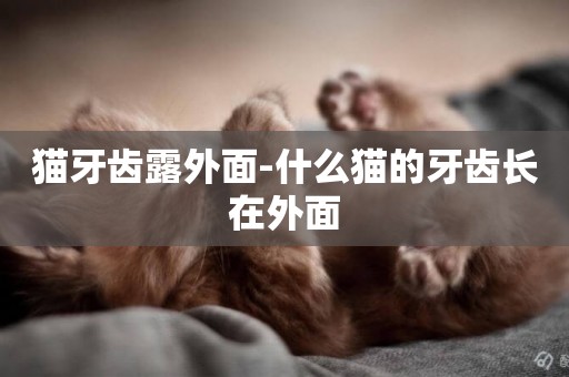 貓牙齒露外面-什么貓的牙齒長在外面