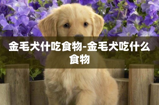 金毛犬什吃食物-金毛犬吃什么食物