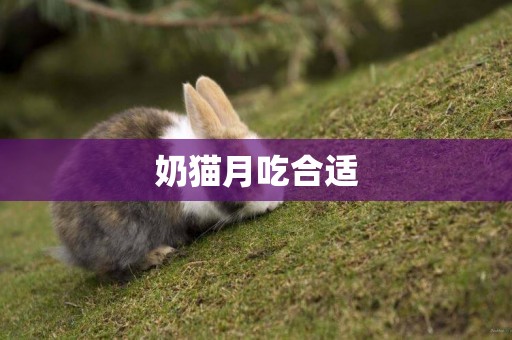奶貓月吃合適