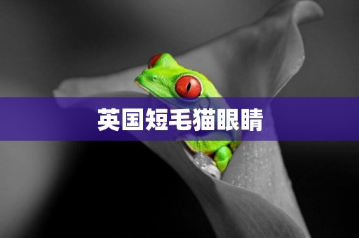 英國短毛貓眼睛
