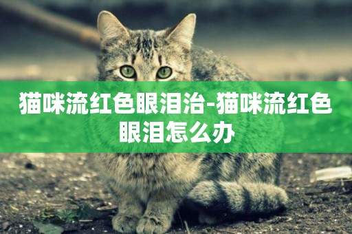 貓咪流紅色眼淚治-貓咪流紅色眼淚怎么辦