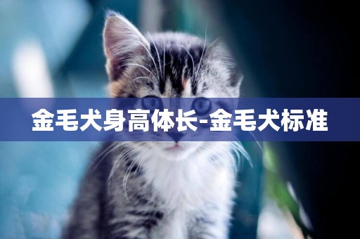 金毛犬身高體長-金毛犬標準