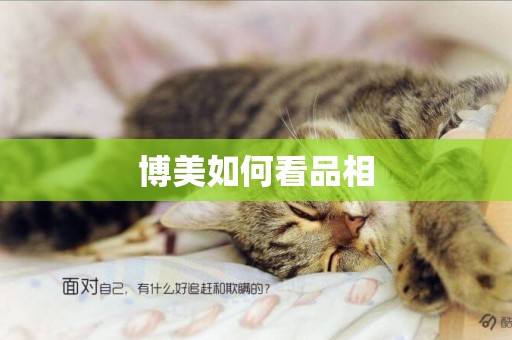 博美如何看品相