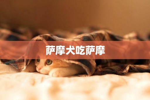 薩摩犬吃薩摩