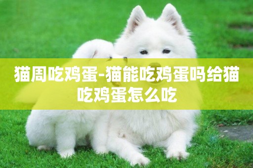 貓周吃雞蛋-貓能吃雞蛋嗎給貓吃雞蛋怎么吃