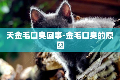 天金毛口臭回事-金毛口臭的原因