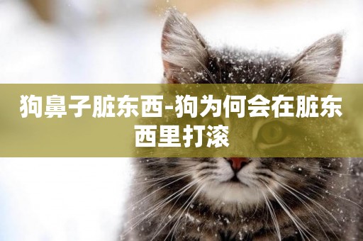 狗鼻子臟東西-狗為何會在臟東西里打滾