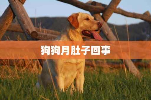 狗狗月肚子回事