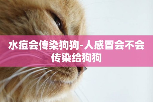水痘會傳染狗狗-人感冒會不會傳染給狗狗