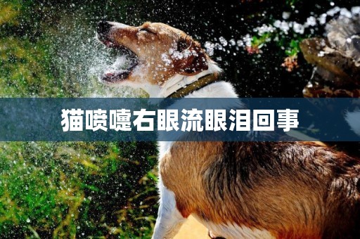 貓噴嚏右眼流眼淚回事
