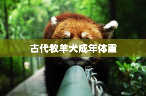 古代牧羊犬成年體重