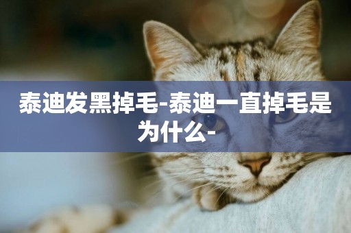 泰迪發黑掉毛-泰迪一直掉毛是為什么-