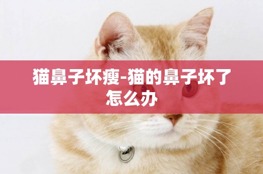 貓鼻子壞瘦-貓的鼻子壞了怎么辦