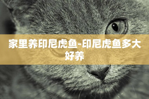 家里養印尼虎魚-印尼虎魚多大好養