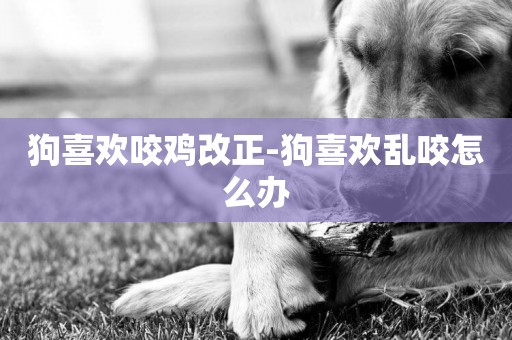 狗喜歡咬雞改正-狗喜歡亂咬怎么辦