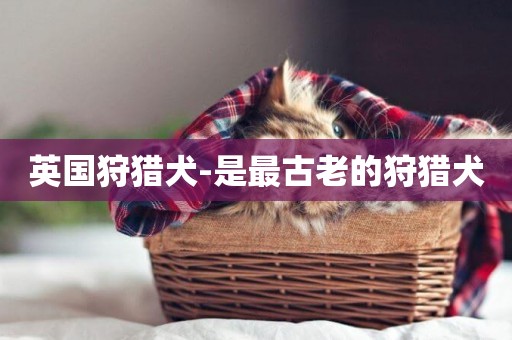 英國狩獵犬-是最古老的狩獵犬