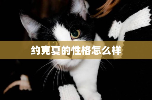 約克夏的性格怎么樣