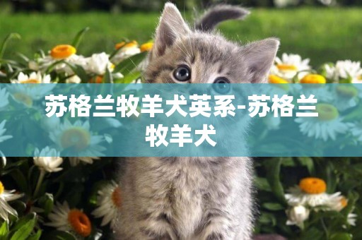 蘇格蘭牧羊犬英系-蘇格蘭牧羊犬