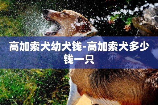 高加索犬幼犬錢-高加索犬多少錢一只