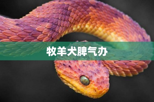 牧羊犬脾氣辦