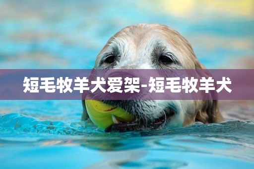 短毛牧羊犬愛架-短毛牧羊犬
