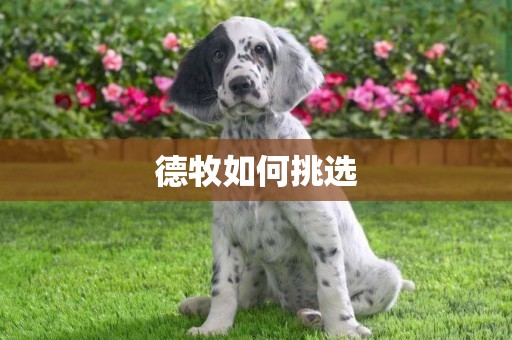 德牧如何挑選