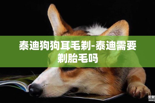 泰迪狗狗耳毛剃-泰迪需要剃胎毛嗎