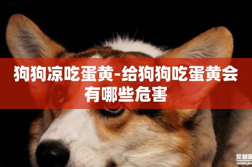 狗狗涼吃蛋黃-給狗狗吃蛋黃會有哪些危害