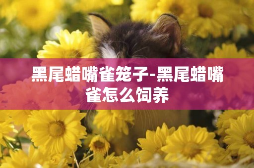 黑尾蠟嘴雀籠子-黑尾蠟嘴雀怎么飼養